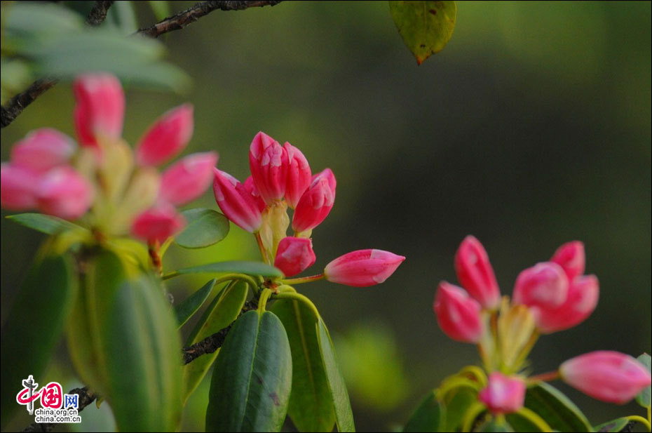 Mount Huangshan in spring - China.org.cn