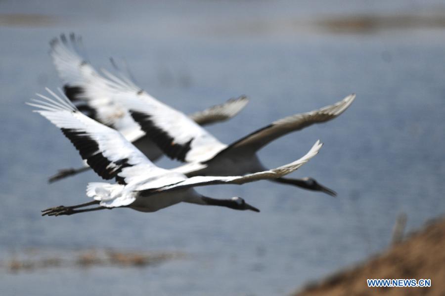 Red-crowned cranes fly over a lake at the Xianghai National Nature Reserve in Tongyu County of Baicheng City, northeast China's Jilin Province, April 15, 2014. [Photo/Xinhua]