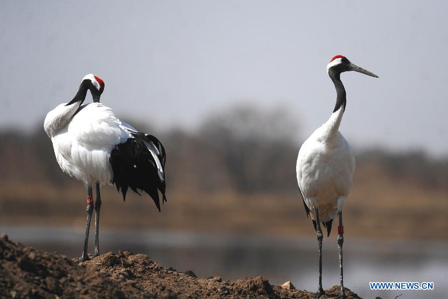 Red-crowned cranes are seen at the Xianghai National Nature Reserve in Tongyu County of Baicheng City, northeast China's Jilin Province, April 15, 2014. [Photo/Xinhua]