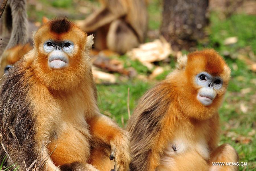 THE YEAR OF THE GOLDEN MONKEY - News