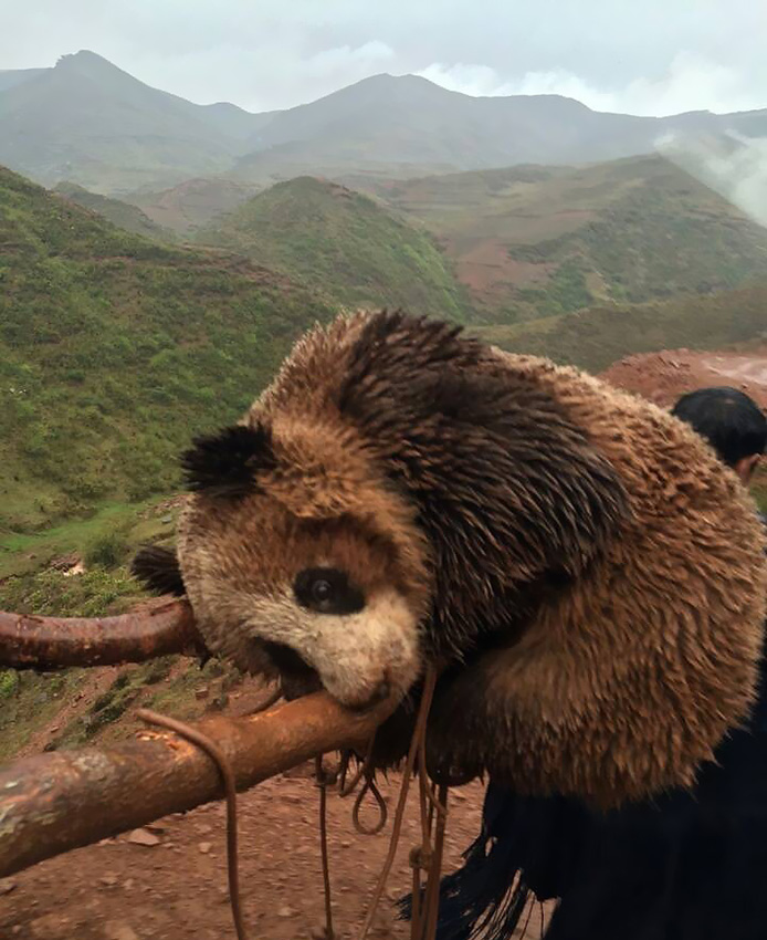 A wild panda appears at a village in Zhaojue County of southwest China's Sichuan Province May 7, 2014. The wild panda has been covered with mud after it rolled on the ground. [Photo/people.com.cn]