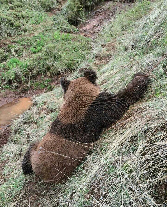 A wild panda appears at a village in Zhaojue County of southwest China's Sichuan Province May 7, 2014. The wild panda has been covered with mud after it rolled on the ground. [Photo/people.com.cn]