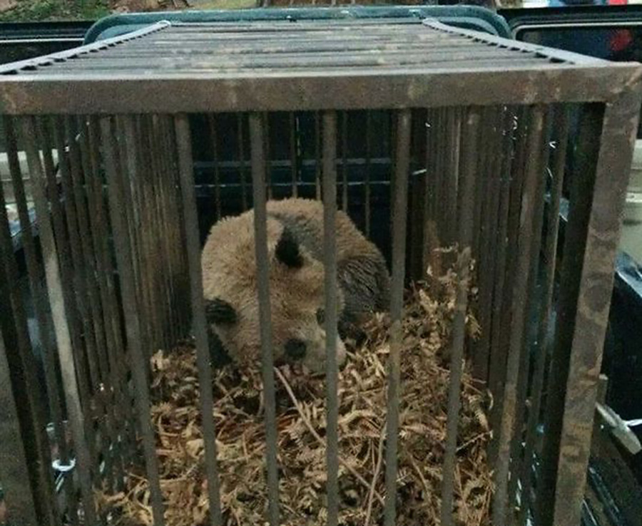 A wild panda appears at a village in Zhaojue County of southwest China's Sichuan Province May 7, 2014. The wild panda has been covered with mud after it rolled on the ground. [Photo/people.com.cn]