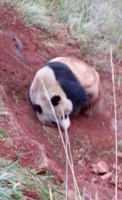 A wild panda appears at a village in Zhaojue County of southwest China's Sichuan Province May 7, 2014. The wild panda has been covered with mud after it rolled on the ground. [Photo/people.com.cn]