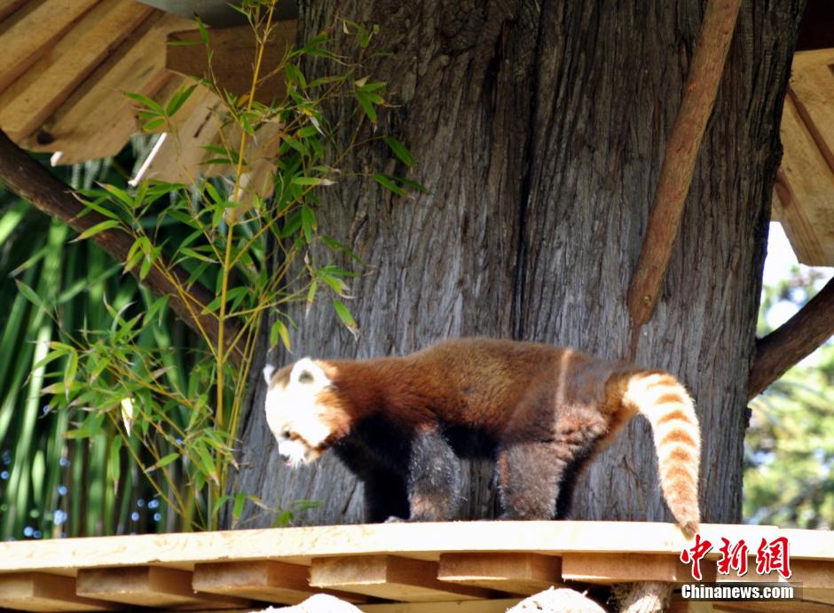 Red panda meets visitors in San Francisco - China.org.cn