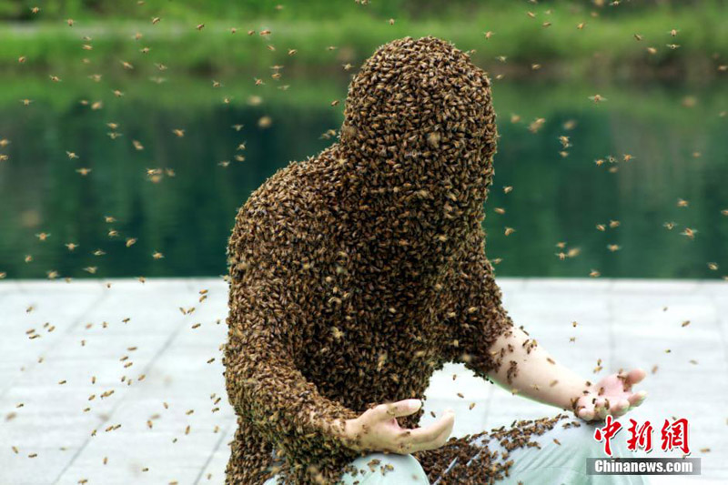 No1 Bee Man Breaks World Record Cn