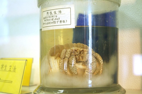 Meguro Parasitological Museum, one of the 'Top 10 scariest museums in the world' by China.org.cn