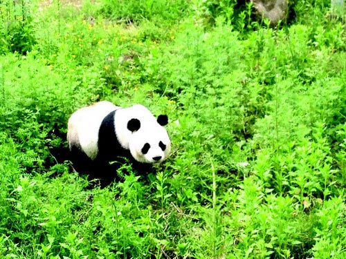 Giant panda 'A Bao' to return to its natural habitat 