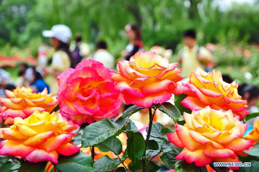 Tourists View Chinese Roses In Beijing Botanical Garden Cn