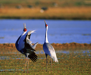 Tibet Ranks Second In Wetland Preservation