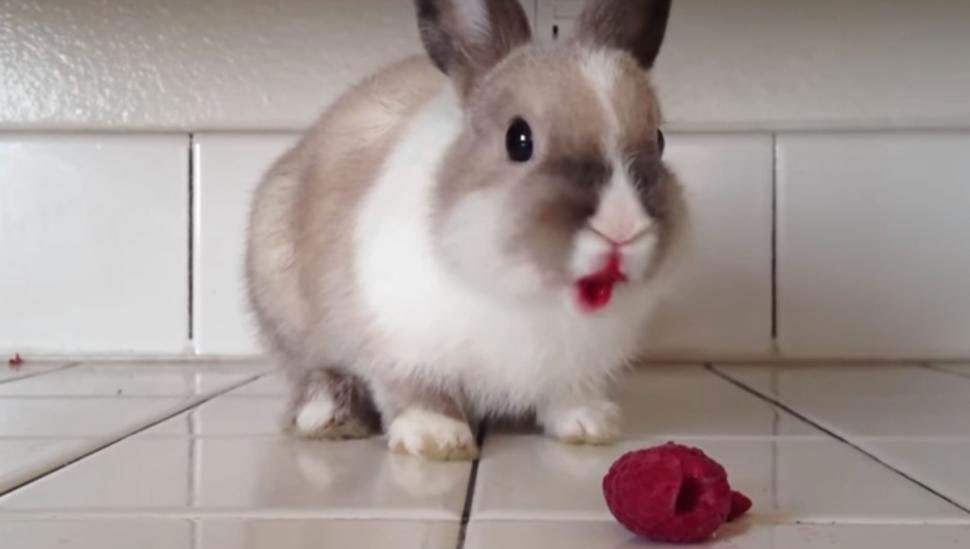 rabbit lipstick