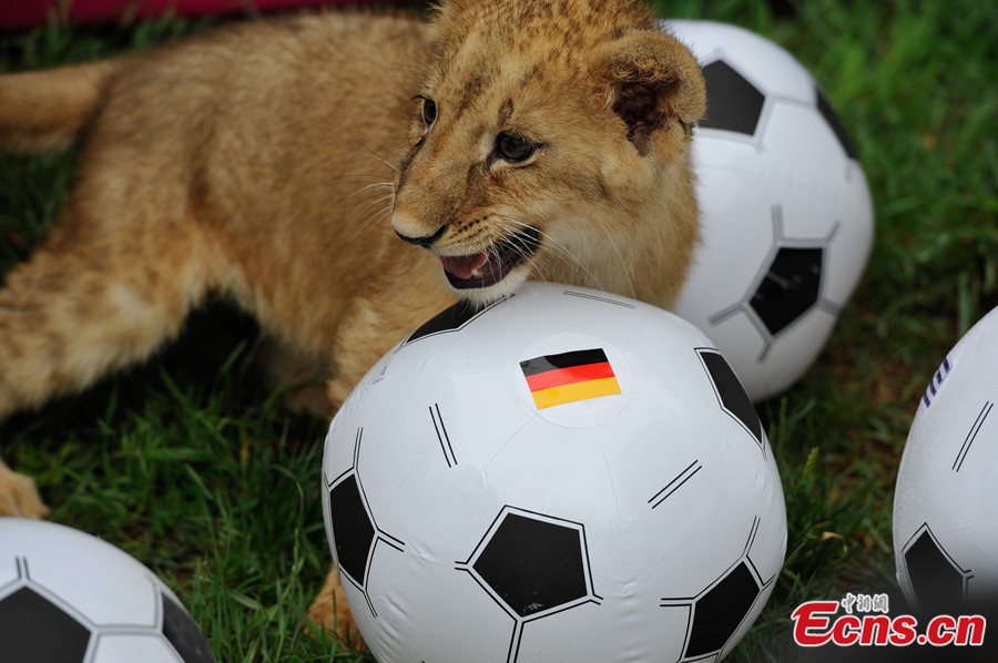 Animals in zoo predict World Cup winners