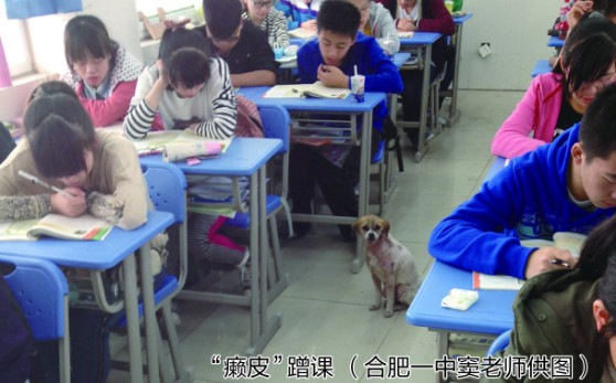 One science-loving dog attends high school classes in China’s Anhui Province. [Photo courtesy of a teacher surnamed Dou from the school]
