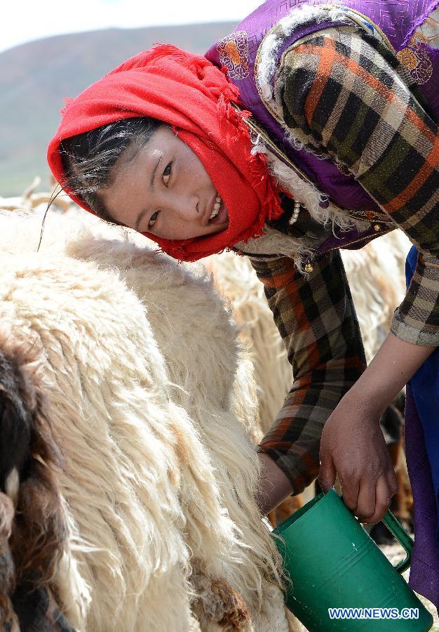 A local villager washes her hands before milking sheep at Namco Township of Damxung County in Lhasa, capital of southwest China's Tibet Autonomous Region, June 20, 2014. Northern Tibet has entered its sheep-milking season in summer. Ewes that have given birth to lambs at the beginning of this year will be milked in this season. (Xinhua/Chogo) 