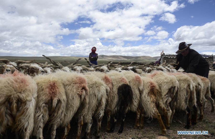 A local family milk their sheep at Namco Township of Damxung County in Lhasa, capital of southwest China&apos;s Tibet Autonomous Region, June 20, 2014. Northern Tibet has entered its sheep-milking season in summer. Ewes that have given birth to lambs at the beginning of this year will be milked in this season. (Xinhua/Purbu Zhaxi)