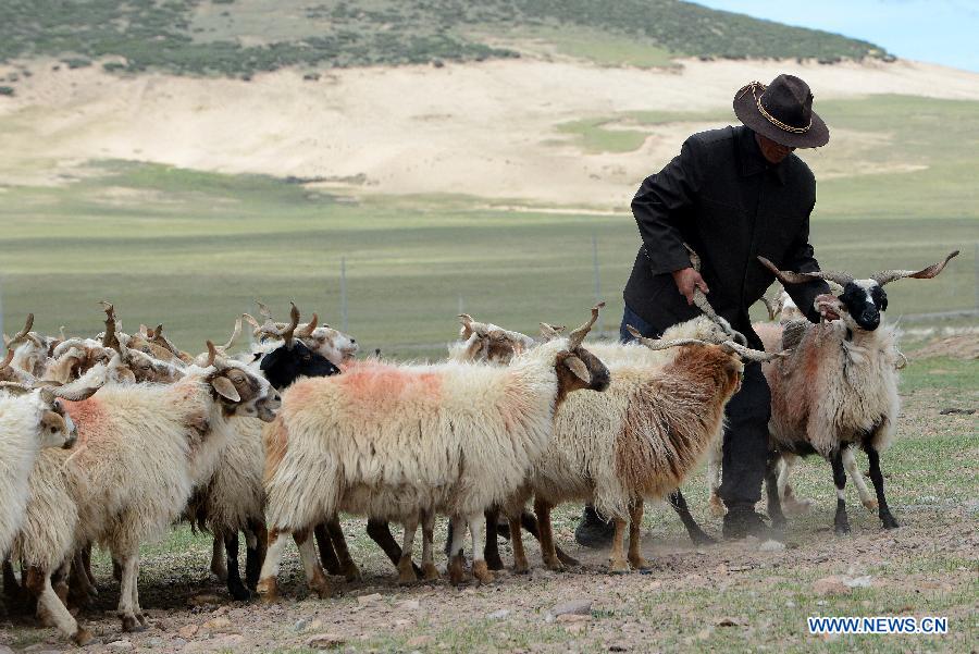 A local villager milks sheep at Namco Township of Damxung County in Lhasa, capital of southwest China&apos;s Tibet Autonomous Region, June 20, 2014. Northern Tibet has entered its sheep-milking season in summer. Ewes that have given birth to lambs at the beginning of this year will be milked in this season. (Xinhua/Chogo)