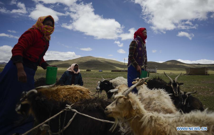 A local family milk their sheep at Namco Township of Damxung County in Lhasa, capital of southwest China&apos;s Tibet Autonomous Region, June 20, 2014. Northern Tibet has entered its sheep-milking season in summer. Ewes that have given birth to lambs at the beginning of this year will be milked in this season. (Xinhua/Purbu Zhaxi)