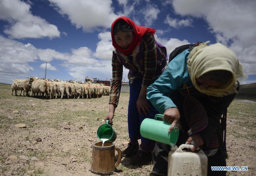 A local family milk their sheep at Namco Township of Damxung County in Lhasa, capital of southwest China&apos;s Tibet Autonomous Region, June 20, 2014. Northern Tibet has entered its sheep-milking season in summer. Ewes that have given birth to lambs at the beginning of this year will be milked in this season. (Xinhua/Purbu Zhaxi)