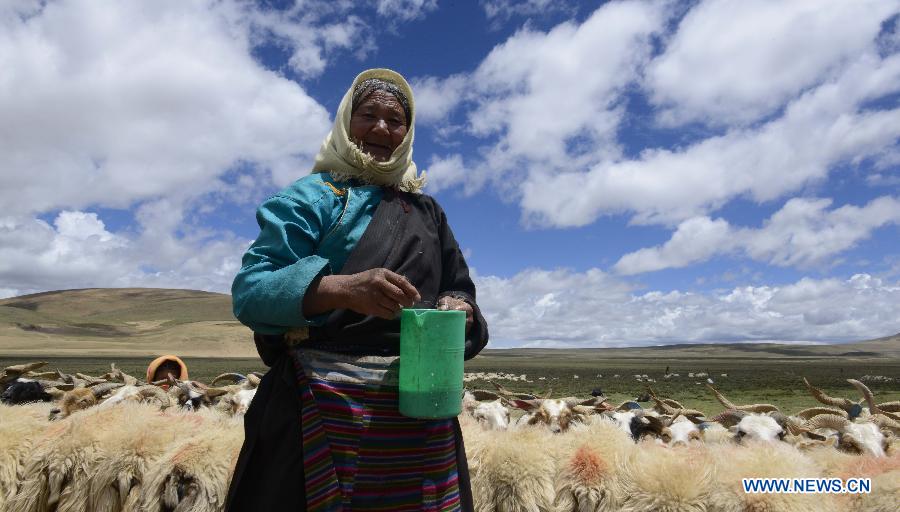 A local villager milks sheep at Namco Township of Damxung County in Lhasa, capital of southwest China&apos;s Tibet Autonomous Region, June 20, 2014. Northern Tibet has entered its sheep-milking season in summer. Ewes that have given birth to lambs at the beginning of this year will be milked in this season. (Xinhua/Purbu Zhaxi)