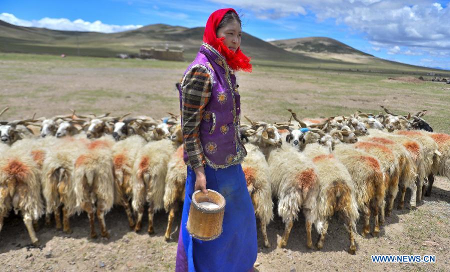 A local villager milks sheep at Namco Township of Damxung County in Lhasa, capital of southwest China&apos;s Tibet Autonomous Region, June 20, 2014. Northern Tibet has entered its sheep-milking season in summer. Ewes that have given birth to lambs at the beginning of this year will be milked in this season. (Xinhua/Purbu Zhaxi)