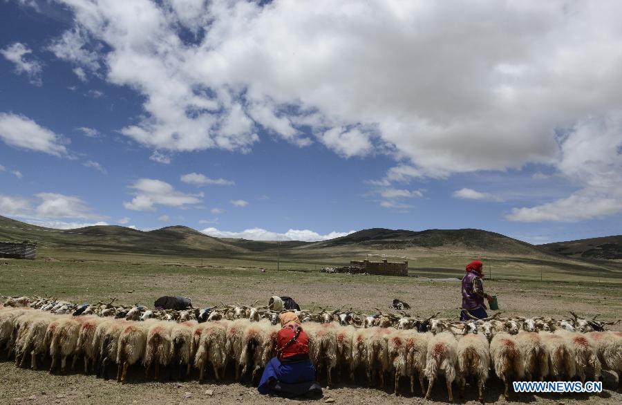 A local family milk their sheep at Namco Township of Damxung County in Lhasa, capital of southwest China&apos;s Tibet Autonomous Region, June 20, 2014. Northern Tibet has entered its sheep-milking season in summer. Ewes that have given birth to lambs at the beginning of this year will be milked in this season. (Xinhua/Purbu Zhaxi)