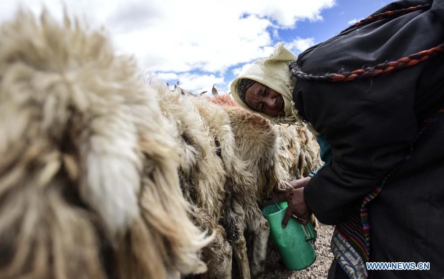 A local villager washes her hands before milking sheep at Namco Township of Damxung County in Lhasa, capital of southwest China&apos;s Tibet Autonomous Region, June 20, 2014. Northern Tibet has entered its sheep-milking season in summer. Ewes that have given birth to lambs at the beginning of this year will be milked in this season. (Xinhua/Purbu Zhaxi)