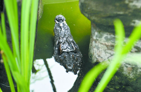 A man in southwest China's Chongqing municipality sends a crocodile he's been keeping on his rooftop garden as a pet to the city's crocodile zoo on Saturday, June 21, 2014. [Photo / sohu.com]