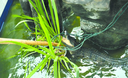 A man in southwest China's Chongqing municipality sends a crocodile he's been keeping on his rooftop garden as a pet to the city's crocodile zoo on Saturday, June 21, 2014. [Photo: sohu.com]