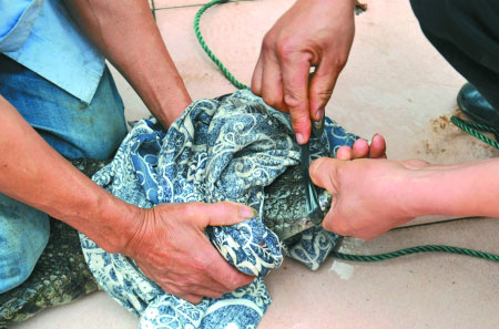 A man in southwest China's Chongqing municipality sends a crocodile he's been keeping on his rooftop garden as a pet to the city's crocodile zoo on Saturday, June 21, 2014. [Photo: sohu.com] 