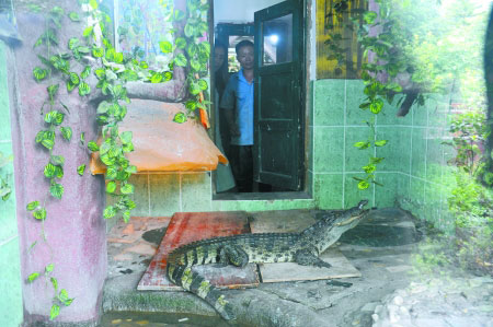 A man in southwest China's Chongqing municipality sends a crocodile he's been keeping on his rooftop garden as a pet to the city's crocodile zoo on Saturday, June 21, 2014. [Photo: sohu.com] 