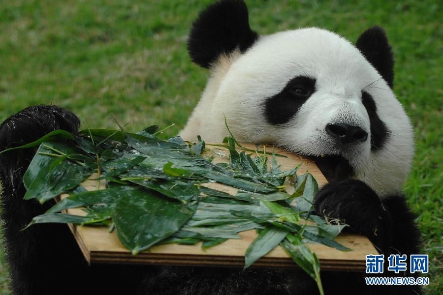 The photo from July 26, 2011, shows panda Xinxin when she was three years old and celebrated her first birthday in Macau. The Civic and Municipal Affairs Bureau of Macau held a press conference on Sunday to announce that the panda Xinxin, given as a gift from Beijing, had died at 8:18 pm, initially suspected of succumbing to acute renal failure and related ailments.