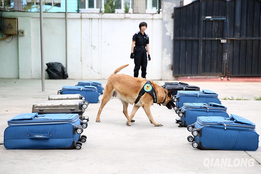 机场缉毒犬图片