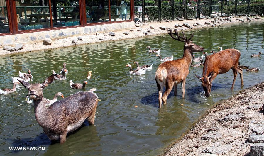Three deers stand in the water with ducks to escape hot in a zoo in Bursa of Turkey, on June 26, 2014. Bursa is experiencing hot season, the maximum temperature is over 35 Celsius degrees, with lots of animals staying in the water to cool themselves. [Photo/Xinhua]