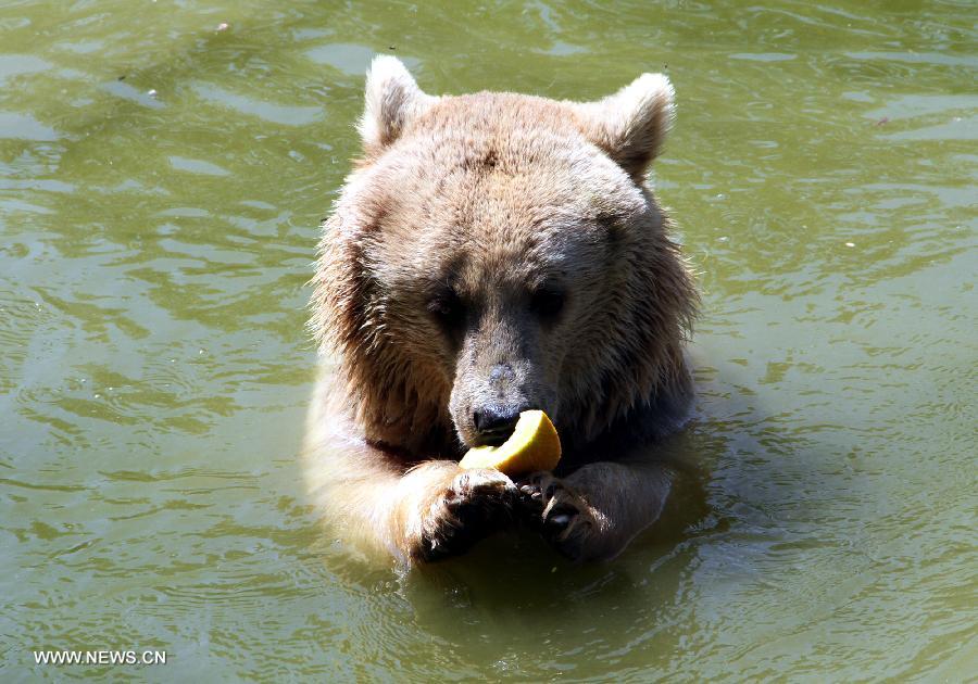 A bear is seen in the water to escape hot in a zoo in Bursa of Turkey, on June 26, 2014. Bursa is experiencing hot season, the maximum temperature is over 35 Celsius degrees, with lots of animals staying in the water to cool themselves. [Photo/Xinhua]