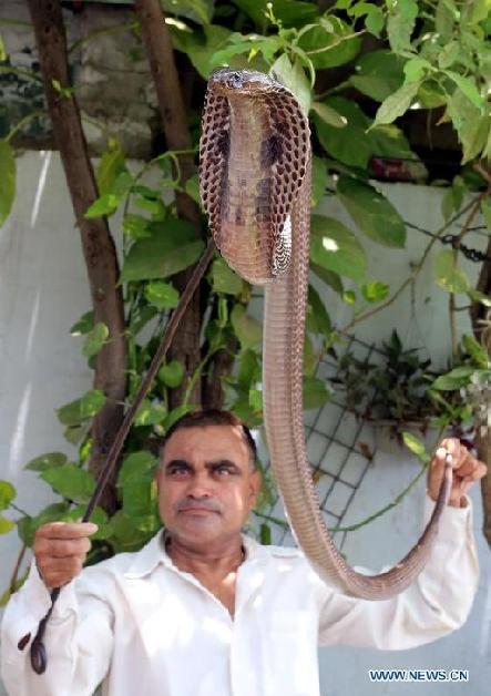 Snake expert Mohd. Saleem catches a poisonous king cobra in a house in Bhopal, India, on July 3, 2014. Snakes often come out from their nests or burrows under humid and hot weather conditions. [Xinhua]