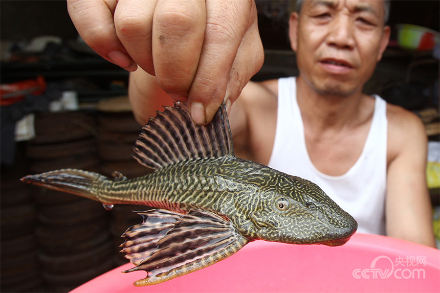 10-invasive-alien-species-in-china-china-cn