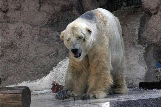 World's saddest polar bear going insane? 