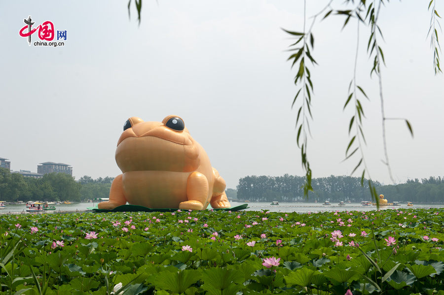 A giant, air-filled toad is seem at the lake of the Yuyuantan Park in downtown Beijing on Saturday, July 19, 2014. The 22-meter tall toad, called &apos;Toad of Rejuvenation&apos; or simply &apos;Golden Toad,&apos; is meant to represent the traditional Chinese culture as it brings blessings and fortune. The appearance of the Golden Toad can hardly make people refrain from comparing it with the Giant Rubber Duck, an artifact made by Dutch artist Florentijn Hofman, famous worldwide. [Photo by Chen Boyuan / China.org.cn]