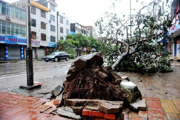 Photo taken on July 19, 2014 shows a tree uprooted due to the super typhoon Rammasun in Qinzhou City of Guangxi Zhuang Autonomous Region. Typhoon Rammasun, the ninth in this year and the strongest in decades, made its latest landfall in southwest China's Guangxi at 7:10 a.m. on Saturday and packed gales of up to 48 meters per second, the National Meteorological Center (NMC) said in a statement. (Xinhua/Zhang Ailin)