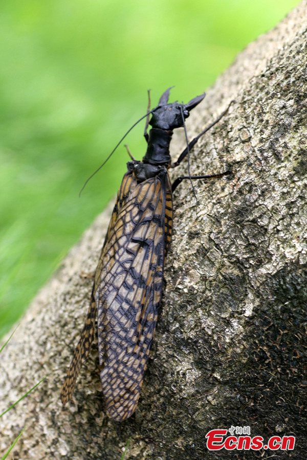 World's largest aquatic insect found in Sichuan _