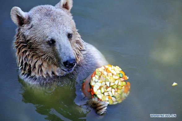 A bear eats an iced fruit in water in Bursa of Turkey, on Aug. 15, 2014. The maximum temperature in Bursa climbs above 40 degrees. [Xinhua]
