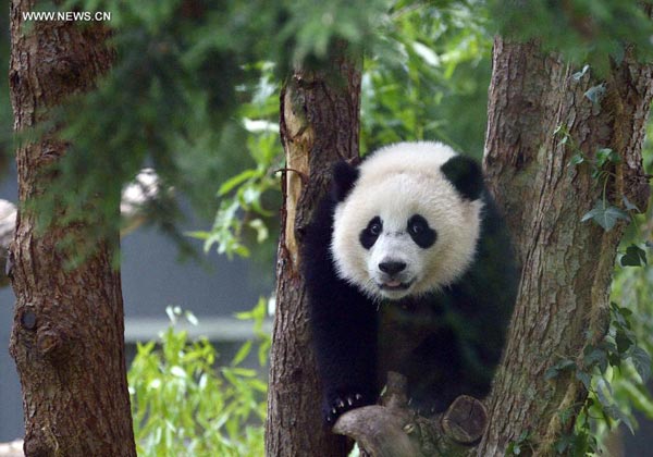 US zoo celebrates first birthday of panda Bao Bao - China.org.cn