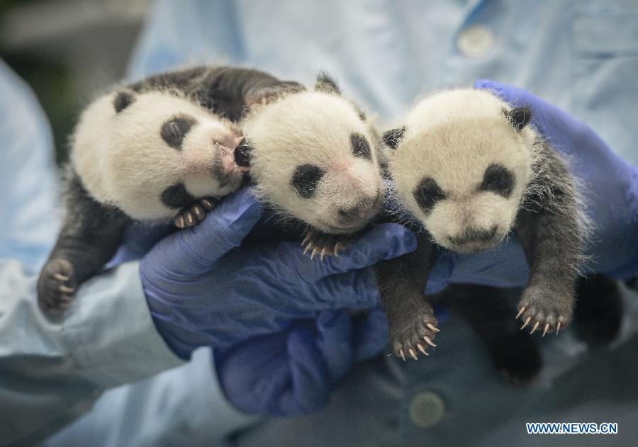 Rare set of giant panda triplets turn one month old