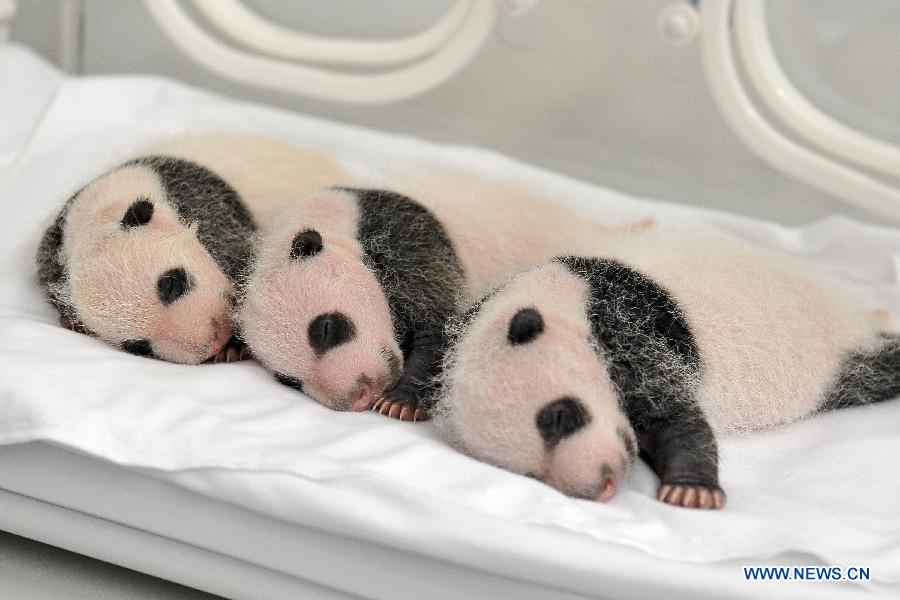 Rare set of giant panda triplets turn one month old