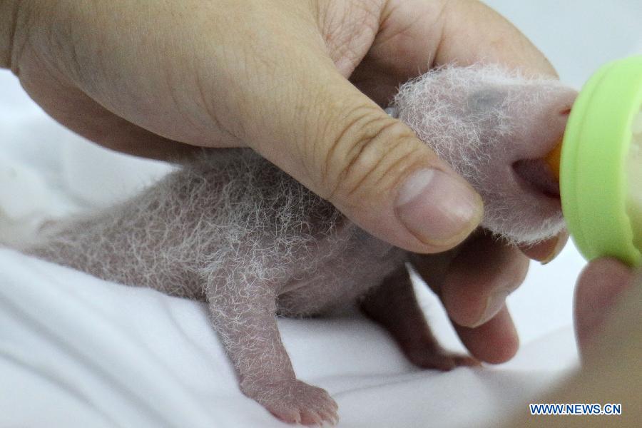 Rare set of giant panda triplets turn one month old