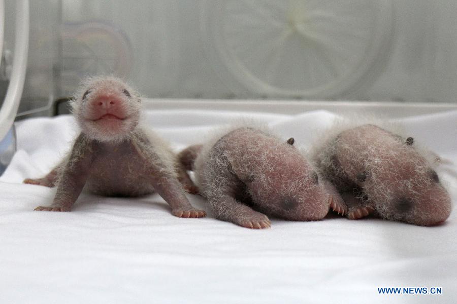 Rare set of giant panda triplets turn one month old