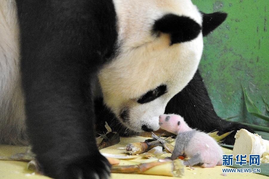 三胞胎大熊猫幼仔出生第十八天的照片（8月15日摄）。