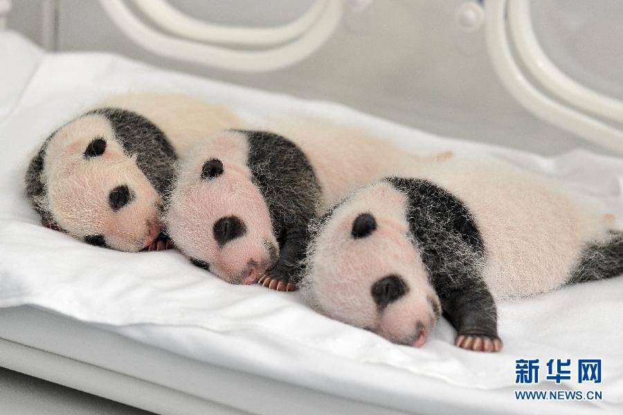刚出生熊猫幼崽照片图片