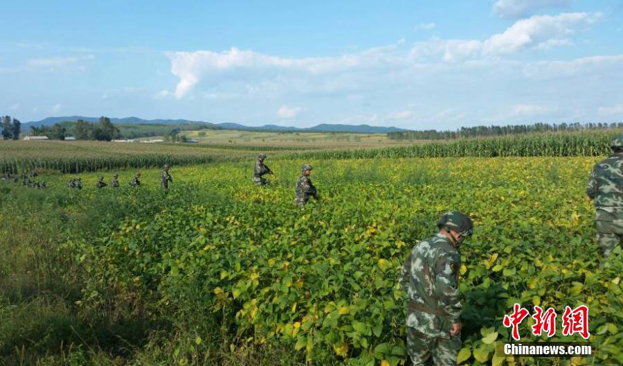 Armed police conduct blanket search for fleeing inmate Gao Yulun in a corn filed at the junction of Baihe village and Xinglong village, in Yanshou county, Harbin city, northeastern China's Heilongjiang province on Thursday, September 4, 2014. Gao is among three inmates who escaped from detention on the outskirts of Harbin on Wednesday after killing a guard. [Photo: CHINANEWS.com]