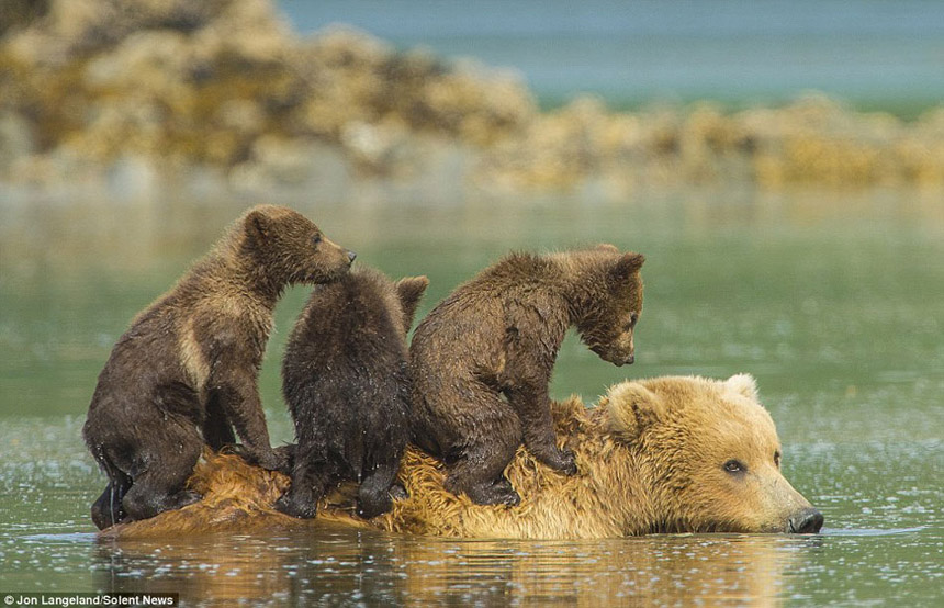 熊妈妈生了三只小熊。老大很老实